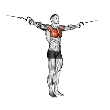 Demostración del ejercicio: Cable Crossover: Aislamiento y Contracción Máxima del Pectoral