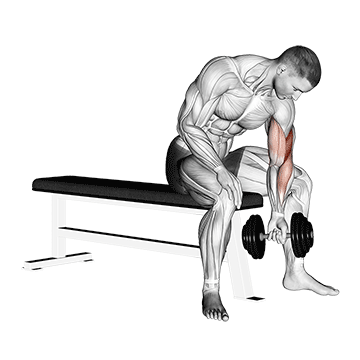 Demostración del ejercicio: Curl de Concentración: Aislamiento Máximo para el Pico del Bíceps