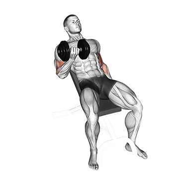 Demostración del ejercicio: Curl Inclinado con Mancuernas: El Secreto del Pico de Bíceps