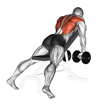 Demostración del ejercicio: Remo Inclinado con Mancuernas: Espalda con Apoyo y Técnica Perfecta