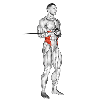 Demostración del ejercicio: Press de Pallof: El Ejercicio Anti-Rotación Definitivo