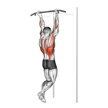 Demostración del ejercicio: Chin-Up (Dominadas Supinas): La Variante para Maximizar los Bíceps