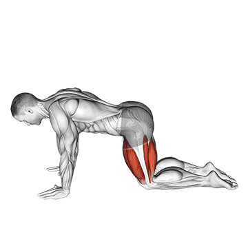 Demostración del ejercicio: Bird Dog: Estabilidad Lumbar y Coordinación